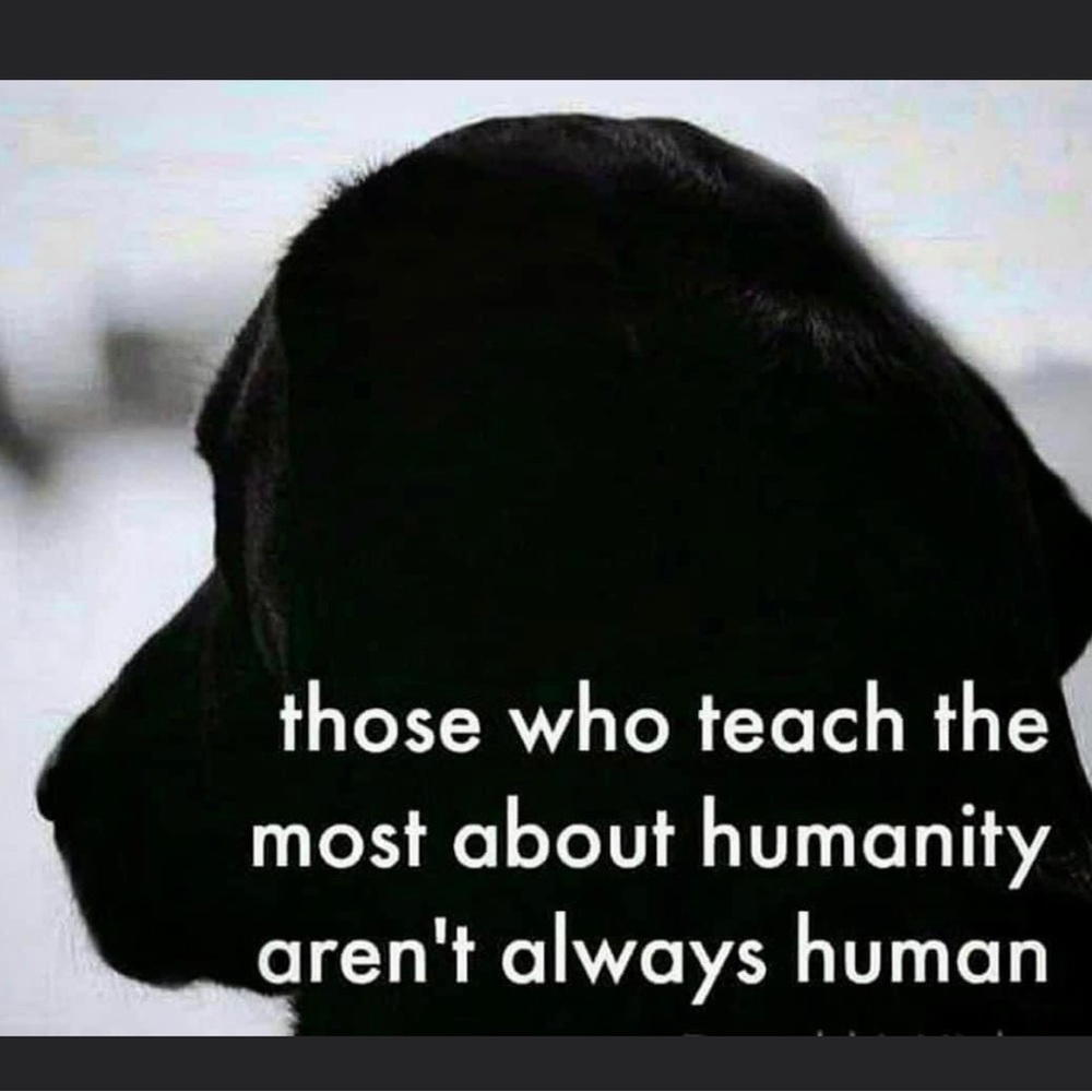 Those that teach the most about humanity are not human
